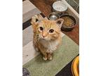Peter, Domestic Shorthair For Adoption In Nottingham, Maryland