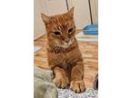 Rusty, Domestic Shorthair For Adoption In Nottingham, Maryland