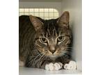 Chilly Willy, Domestic Shorthair For Adoption In Nottingham, Maryland