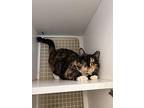 Bella, Domestic Shorthair For Adoption In Nottingham, Maryland