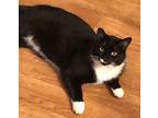 Cc, Domestic Shorthair For Adoption In Lincolnton, North Carolina