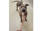 Alani, American Pit Bull Terrier For Adoption In Mount Holly, New Jersey