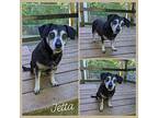 Jetta, Dachshund For Adoption In Ozark, Alabama