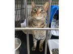 Liza, Domestic Shorthair For Adoption In S. Ozone Park, New York