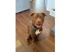 Wish Bone, American Pit Bull Terrier For Adoption In Kansas City, Missouri