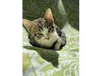 Yoshi, Domestic Shorthair For Adoption In Little Rock, Arkansas