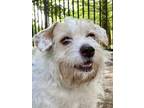 Nieves *sn*, Terrier (unknown Type, Small) For Adoption In Houston, Texas