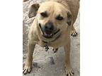 Petter, Labrador Retriever For Adoption In San Ysidro, California