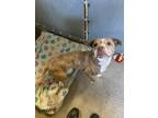 Princess, American Pit Bull Terrier For Adoption In Roseville, California