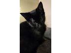 Harlequin, Domestic Shorthair For Adoption In Howell, Michigan