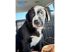 Milo In Ct, Labrador Retriever For Adoption In East Hartford, Connecticut