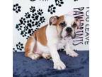 Bulldog Puppy for sale in Colorado Springs, CO, USA