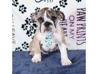 Bulldog Puppy for sale in Colorado Springs, CO, USA