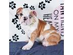 Bulldog Puppy for sale in Colorado Springs, CO, USA