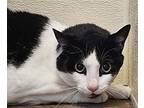 Daisy, Domestic Shorthair For Adoption In Monterey, California