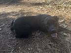 Bo, Labrador Retriever For Adoption In Yuba City, California