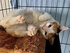 Beatrice 'bebe', Calico For Adoption In Spring Lake, New Jersey