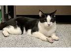 Cow, Domestic Shorthair For Adoption In Napa, California
