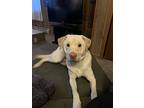 Bailey *courtesy Post* (wells Ny), Labrador Retriever For Adoption In Sherburne