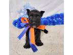 Schnauzer (Miniature) Puppy for sale in Hugo, OK, USA