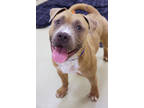 Kodiak, American Pit Bull Terrier For Adoption In Chicago, Illinois