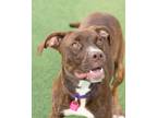 Vivienne, American Pit Bull Terrier For Adoption In Cleveland, Ohio