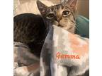 Gemma, Domestic Shorthair For Adoption In Haltom City, Texas