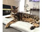 Loki, Bengal For Adoption In Fort Worth, Texas