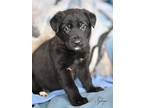 Hydrogen (ellie's Litter), Labrador Retriever For Adoption In White Plains