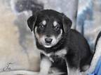 Tin (ellie's Litter), Labrador Retriever For Adoption In White Plains, New York