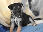 Radium (ellie's Litter), Labrador Retriever For Adoption In White Plains