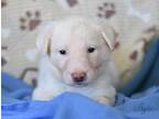 Krypton (ellie's Litter), Labrador Retriever For Adoption In White Plains