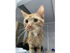 Apricot, Domestic Shorthair For Adoption In Carrollton, Texas