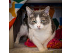 Hypatia, Domestic Shorthair For Adoption In Ann Arbor, Michigan