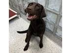 Lop, Labrador Retriever For Adoption In Carrollton, Texas