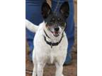 Oreo, Rat Terrier For Adoption In Portage, Wisconsin