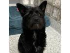 Flynn, Terrier (unknown Type, Small) For Adoption In Carrollton, Texas