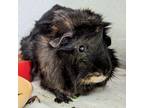 Winnie, Guinea Pig For Adoption In Calgary, Alberta