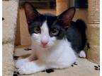 Oreo Cookie, Domestic Shorthair For Adoption In Glendale, Arizona