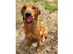 Cutie Pie, Retriever (unknown Type) For Adoption In Greenbelt, Maryland