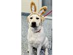 Frankie, Labrador Retriever For Adoption In Jackson, New Jersey