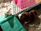 Ganke, Guinea Pig For Adoption In Fort Collins, Colorado