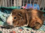 Myles, Guinea Pig For Adoption In Fort Collins, Colorado