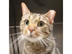 Nioh, Domestic Shorthair For Adoption In Fishers, Indiana