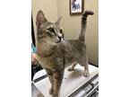 Mason, Domestic Shorthair For Adoption In Spring Branch, Texas