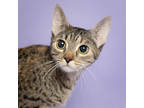 Minnie, Domestic Shorthair For Adoption In Caldwell, Idaho