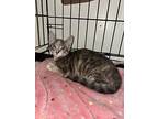 Swiss, Domestic Shorthair For Adoption In Mobile, Alabama