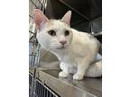 Bradley Cooper, Domestic Shorthair For Adoption In Oakdale, California