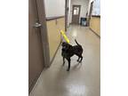 Una, American Pit Bull Terrier For Adoption In Alvarado, Texas