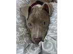 Chickie, American Pit Bull Terrier For Adoption In Washington